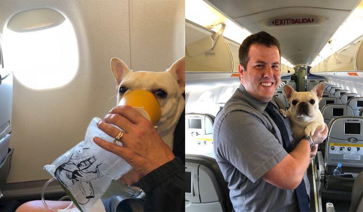 Flight attendants break protocol to save dog’s life in the middle of flight